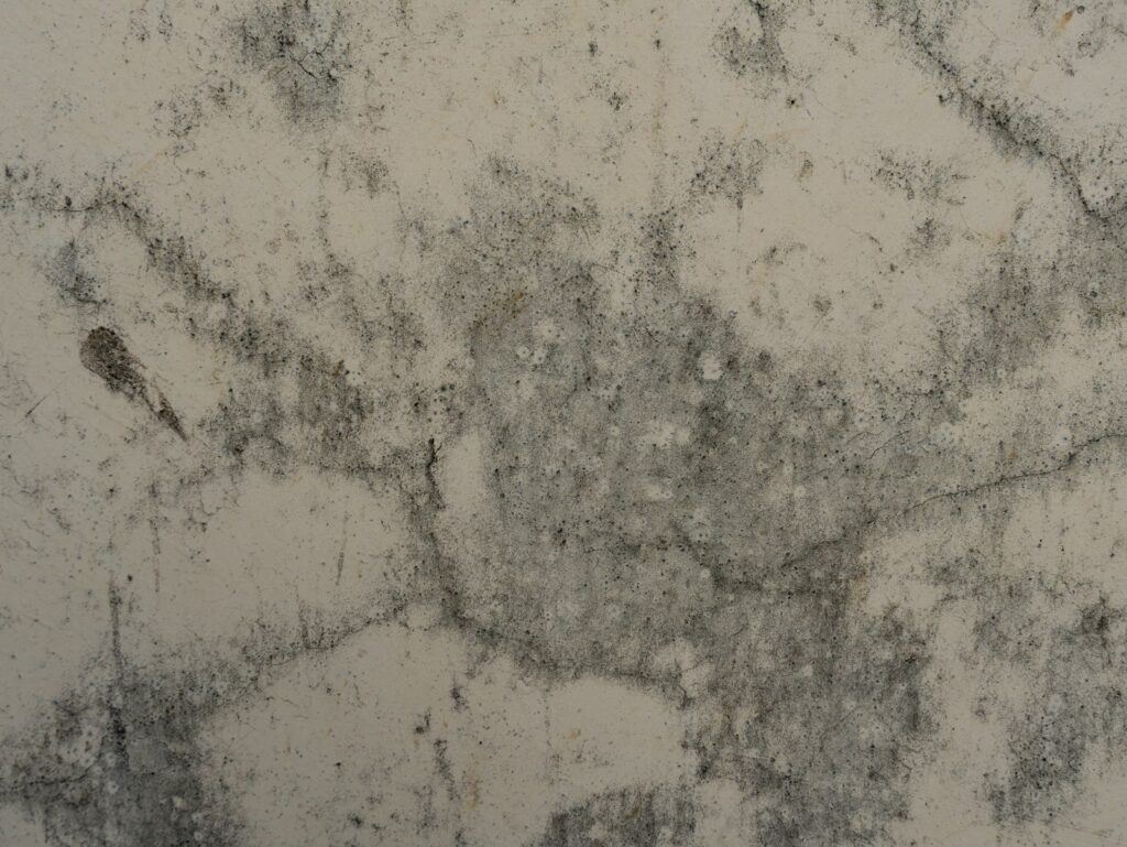 Close-up of mold on a surface