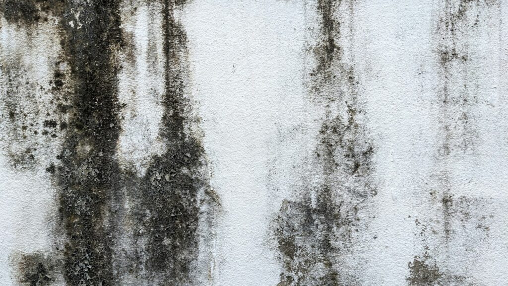 Black mold growing on a wall